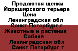 Продаются щенки Йоркширского терьера.  › Цена ­ 25 000 - Ленинградская обл., Санкт-Петербург г. Животные и растения » Собаки   . Ленинградская обл.,Санкт-Петербург г.